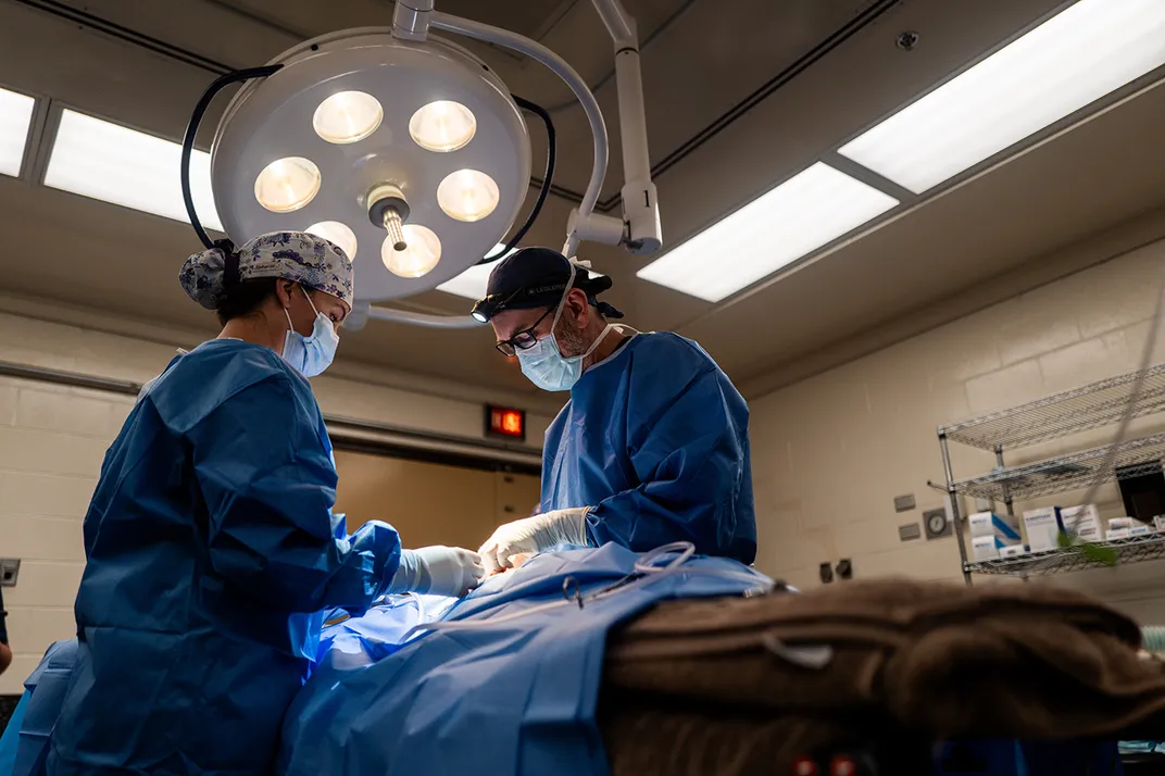 Two surgeons wearing blue scrubs and PPE operate on a sedated cheetah.