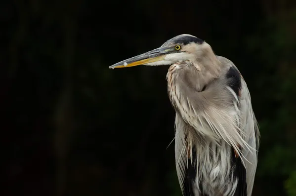 Great Blue Heron thumbnail