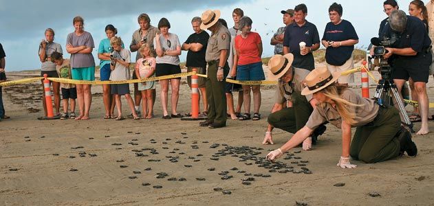 onlookers watch turtle hatchlings on the beach