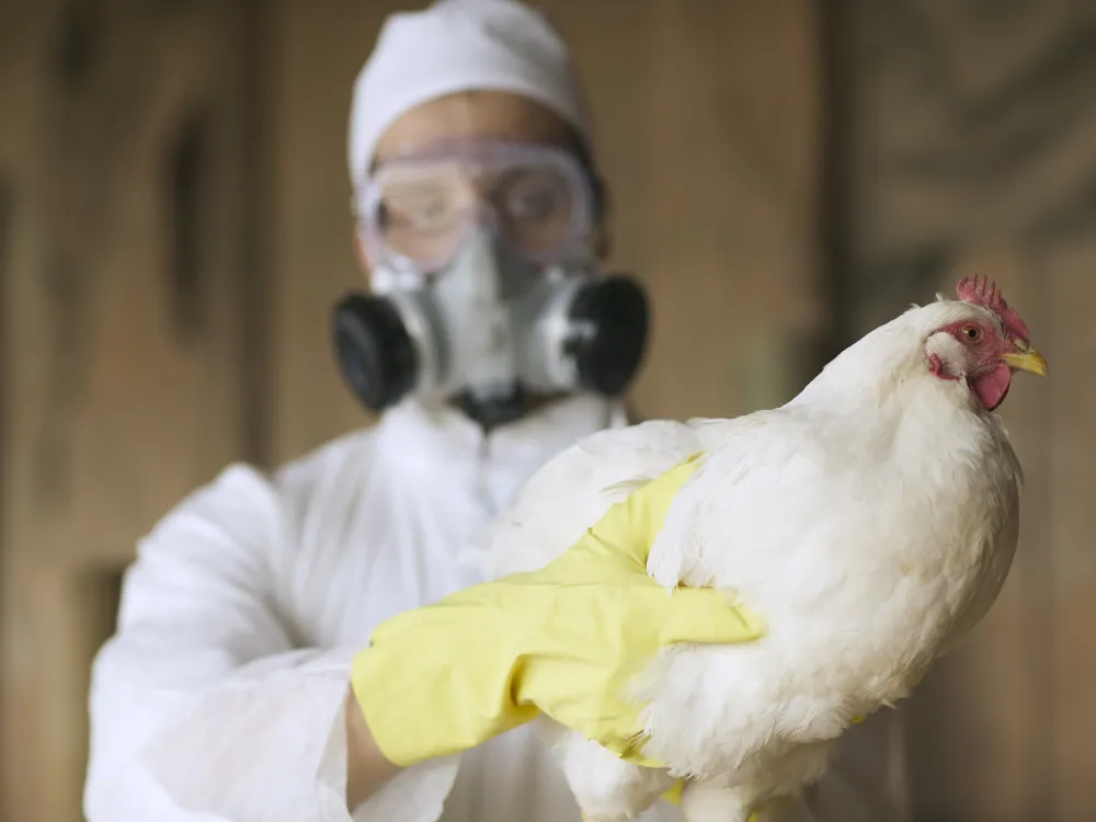 A person in PPE holds a chicken