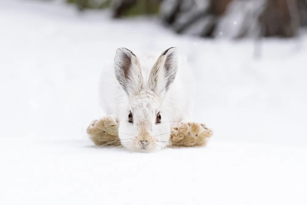 Bunny hop
