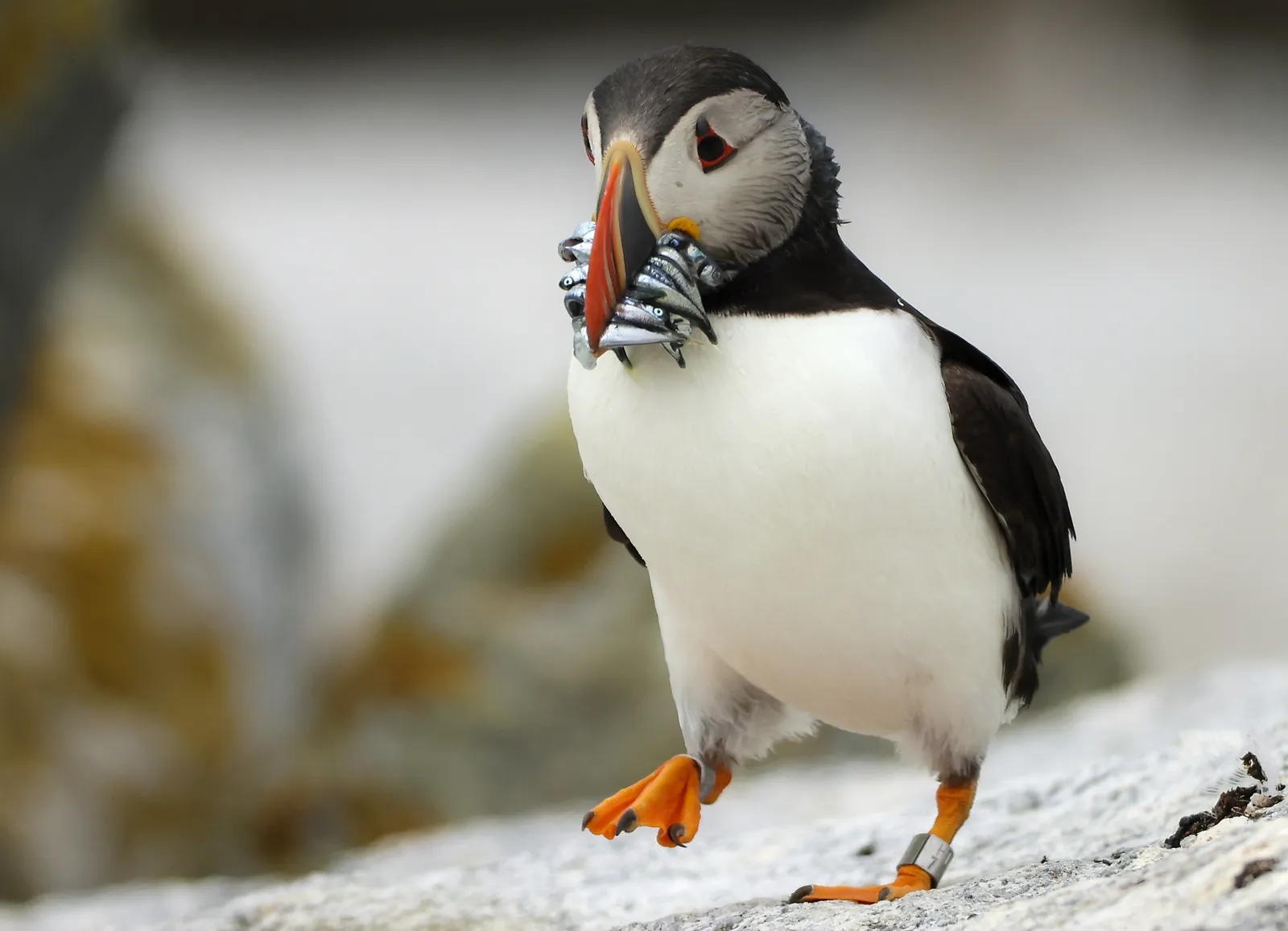 Puffin Stuff: Herring Rules Could Benefit Maine's Most Beloved