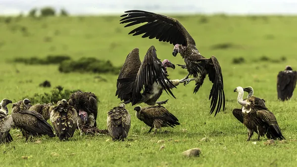 Vultures Fighting thumbnail