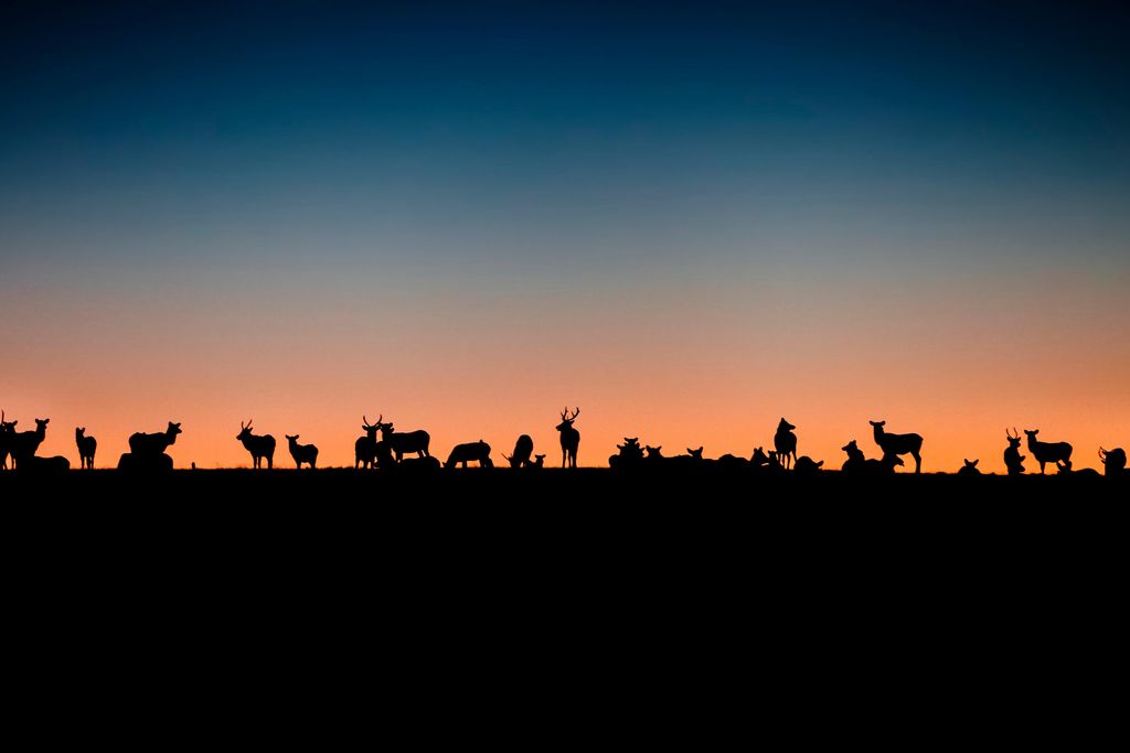 wildlife