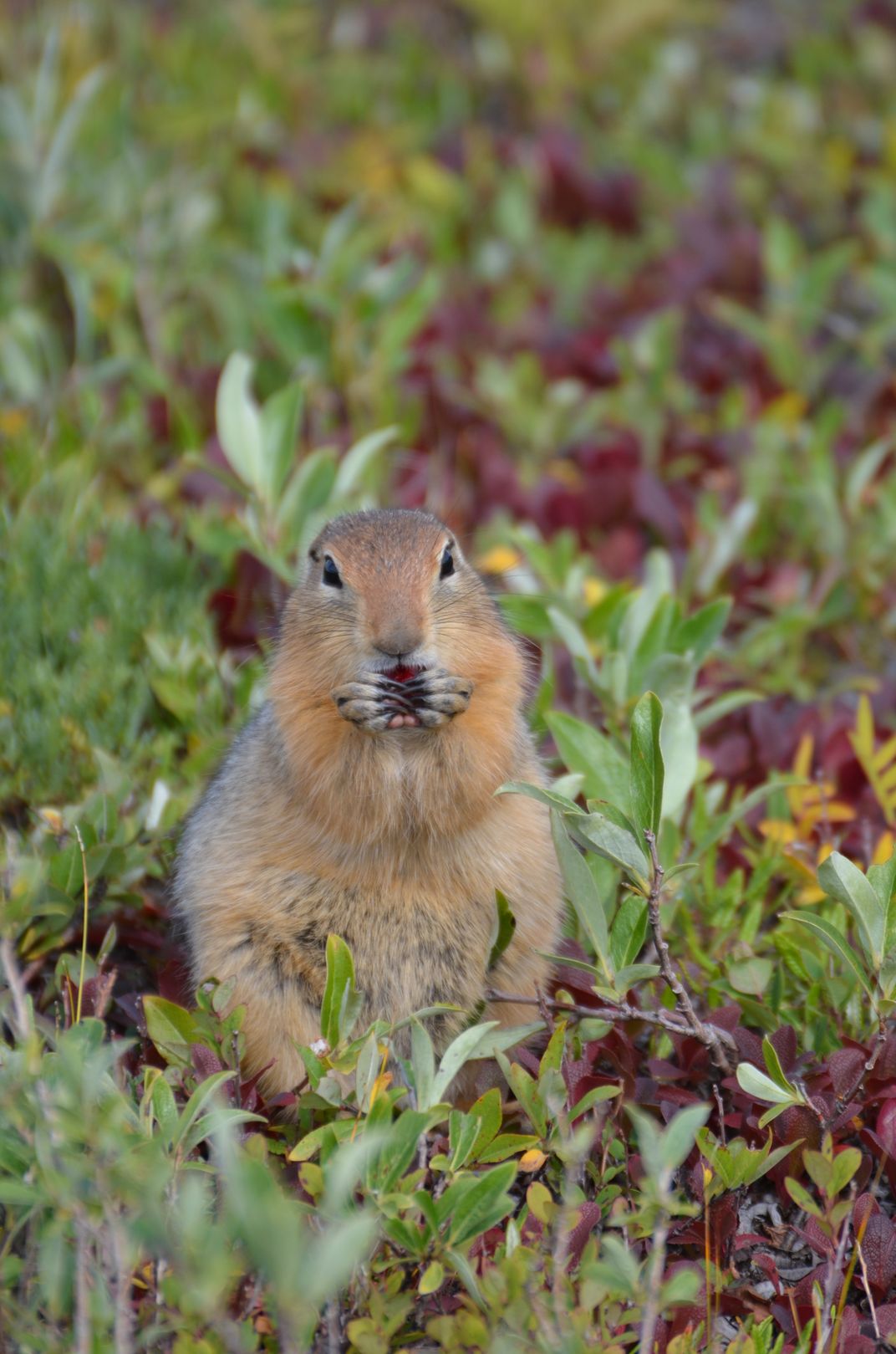 Ground squirrel using his paws to eating surrounded by green vegetation