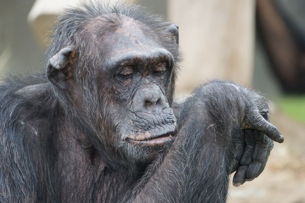 chimpanzee