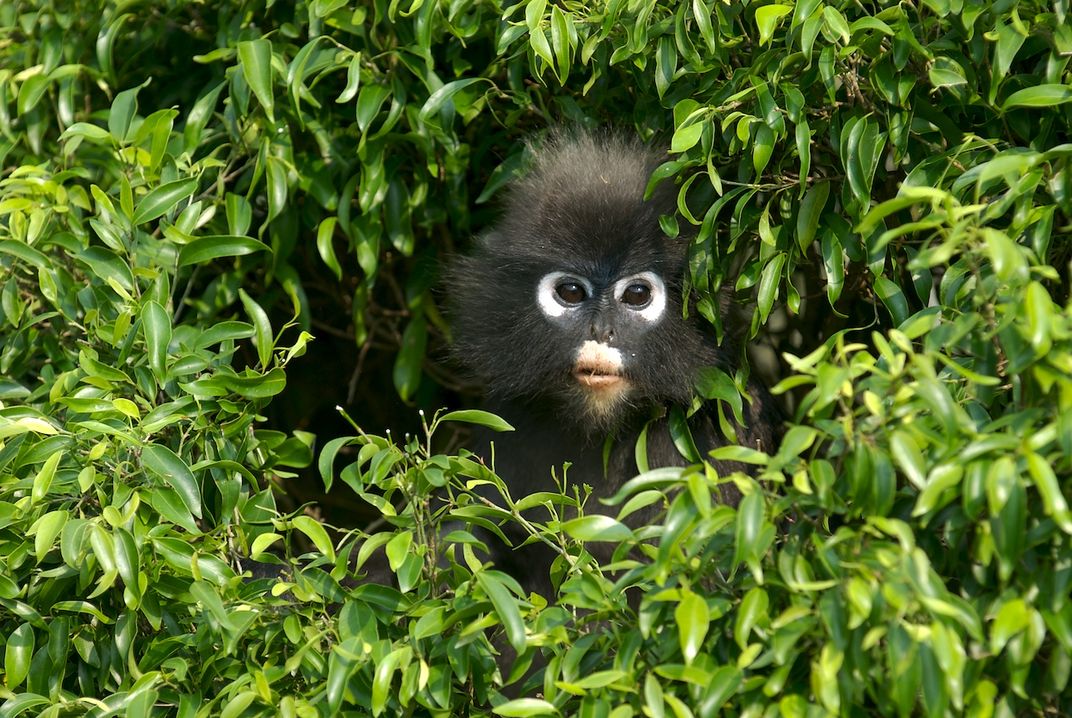 This dusky leaf monkey is curiously peaking out of the bushes in