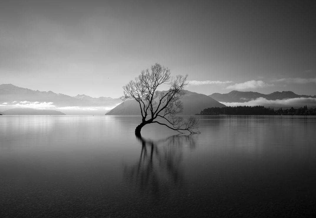 The iconic tree of Lake Wanaka | Smithsonian Photo Contest ...