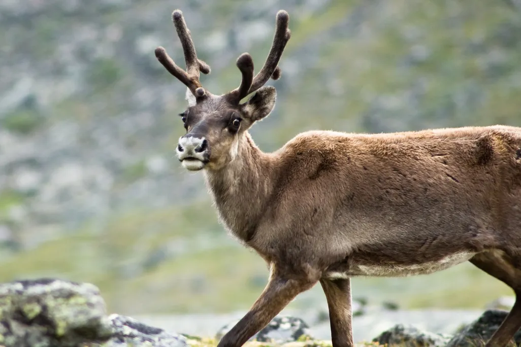 20131031093031reindeer.jpg