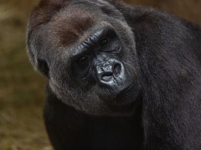 Calaya gave birth to the Zoo's first male western lowland gorilla in nine years.