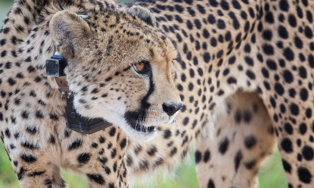 Close-up of cheetah