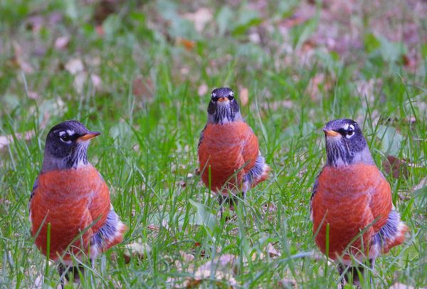 Trio of an American Robin thumbnail