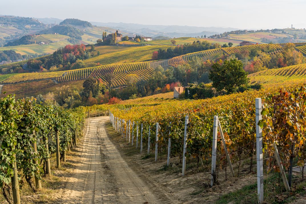 Piedmont vineyard landscapes in early autumn