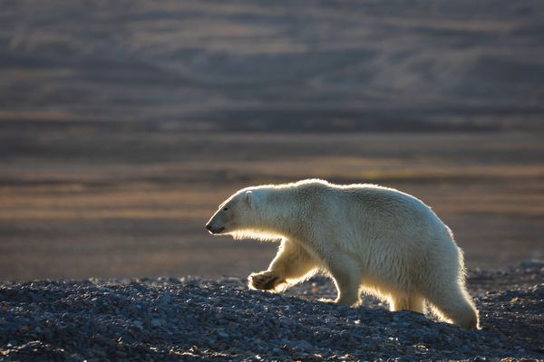 Polar bear looking for food thumbnail