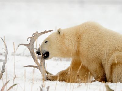 A polar bear gnawing a caribou antler