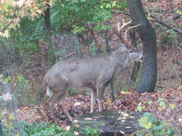 Backyard Deer thumbnail