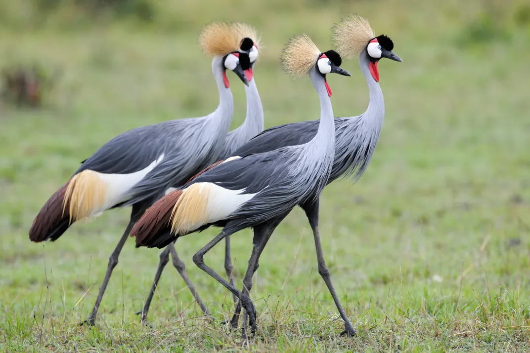 Grey-crowned Cranes