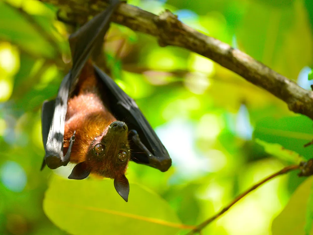 This Is How Bats Can Land Upside Down | Smart News| Smithsonian Magazine