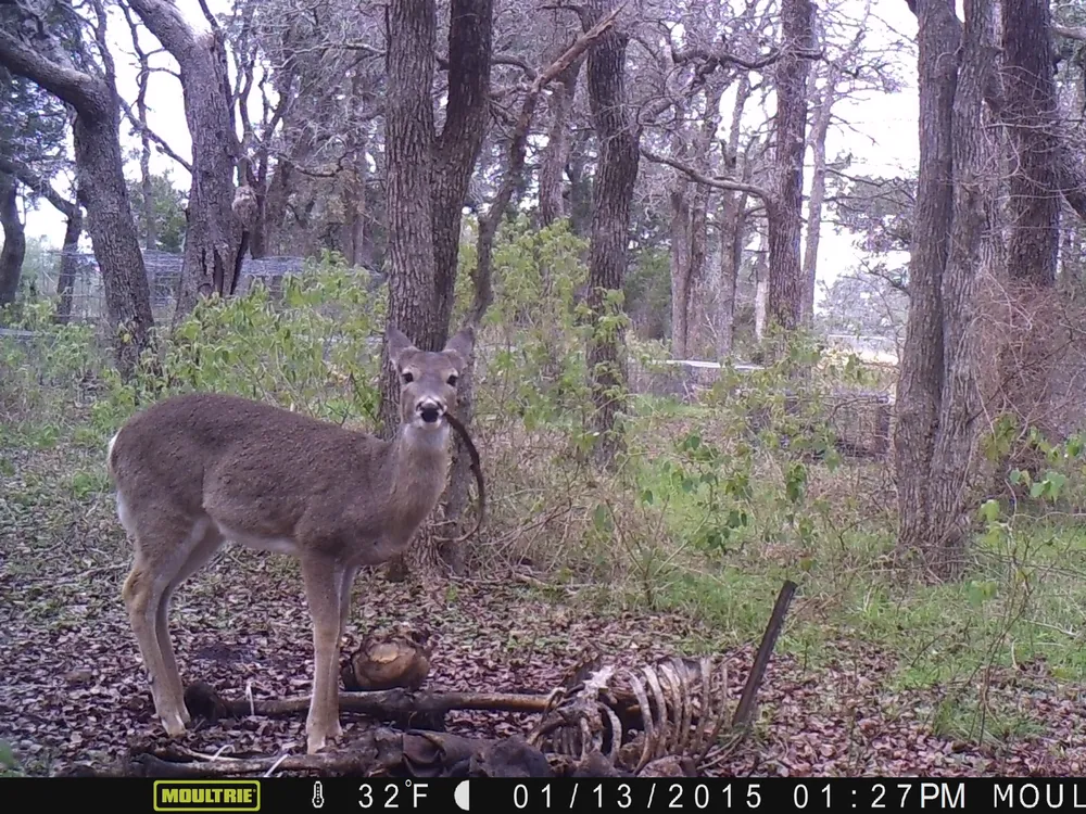 Deer head on gnawing