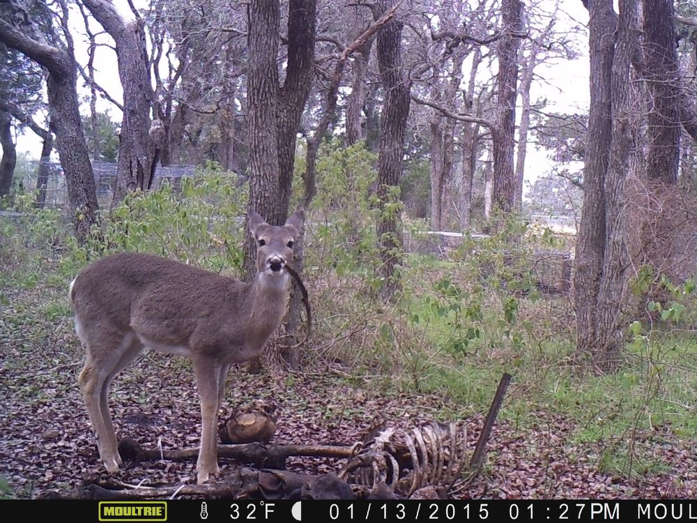 Deer head on gnawing