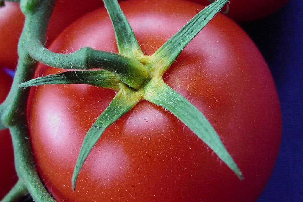 Tomate_gelber_Blütenkelch2.jpg