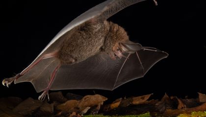 These Lazy Bats Are Super-Efficient Killers That Carefull...