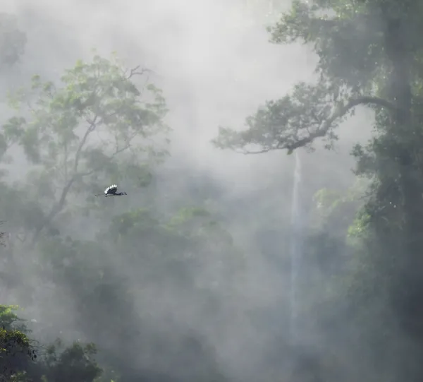 King of the rainforest thumbnail