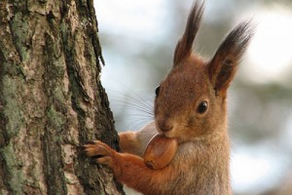20110520104015squirrel-300x225.jpg