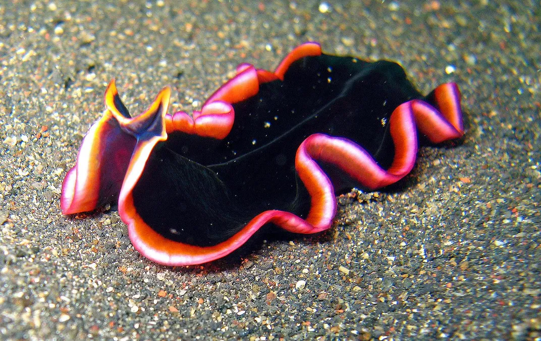 A black flatworm with vibrant pink edges, underwater