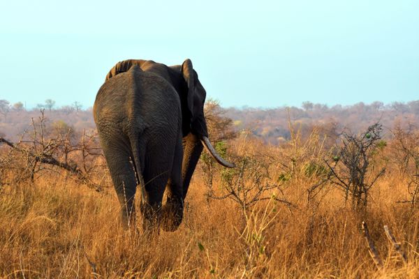 Elephant Alone in the Bush thumbnail