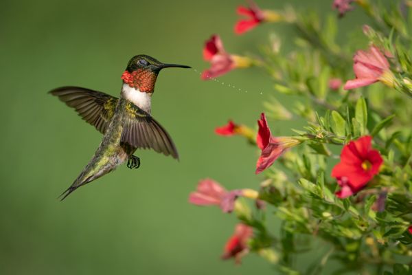 Ruby-throated Hummingbird Shaking off Nectar thumbnail