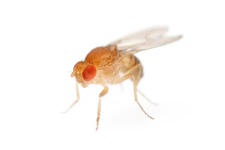 The way a fruit fly fires neurons could inform machine learning.