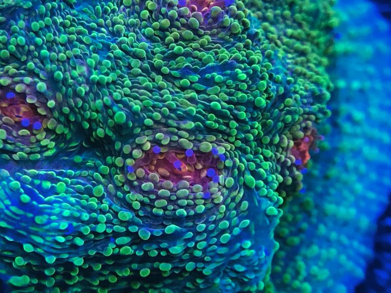 chalice coral up close Smithsonian Photo Contest Smithsonian Magazine