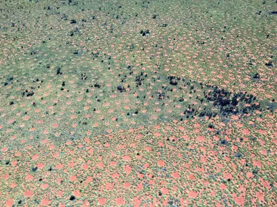 The highly regular spacing of fairy circles in Australia becomes visible in dense vegetation. The grasses in the foreground of the image are patchy as they rebounding from fire.