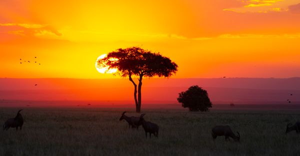 Sunset at Amboseli thumbnail