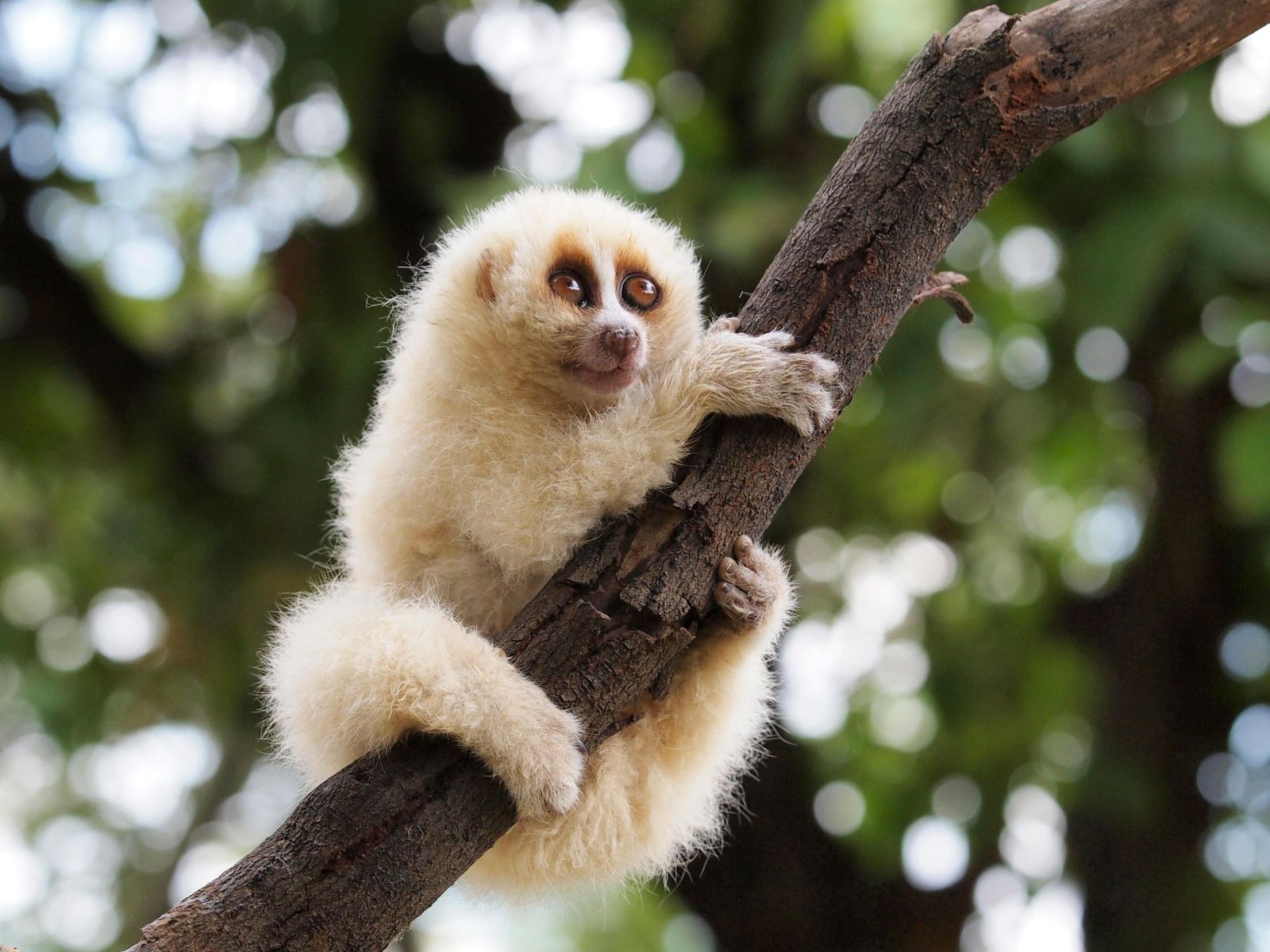 The Cute-but-Deadly Slow Loris Reserves Its Flesh-Rotting Venom for Its  Peers | Smart News| Smithsonian Magazine
