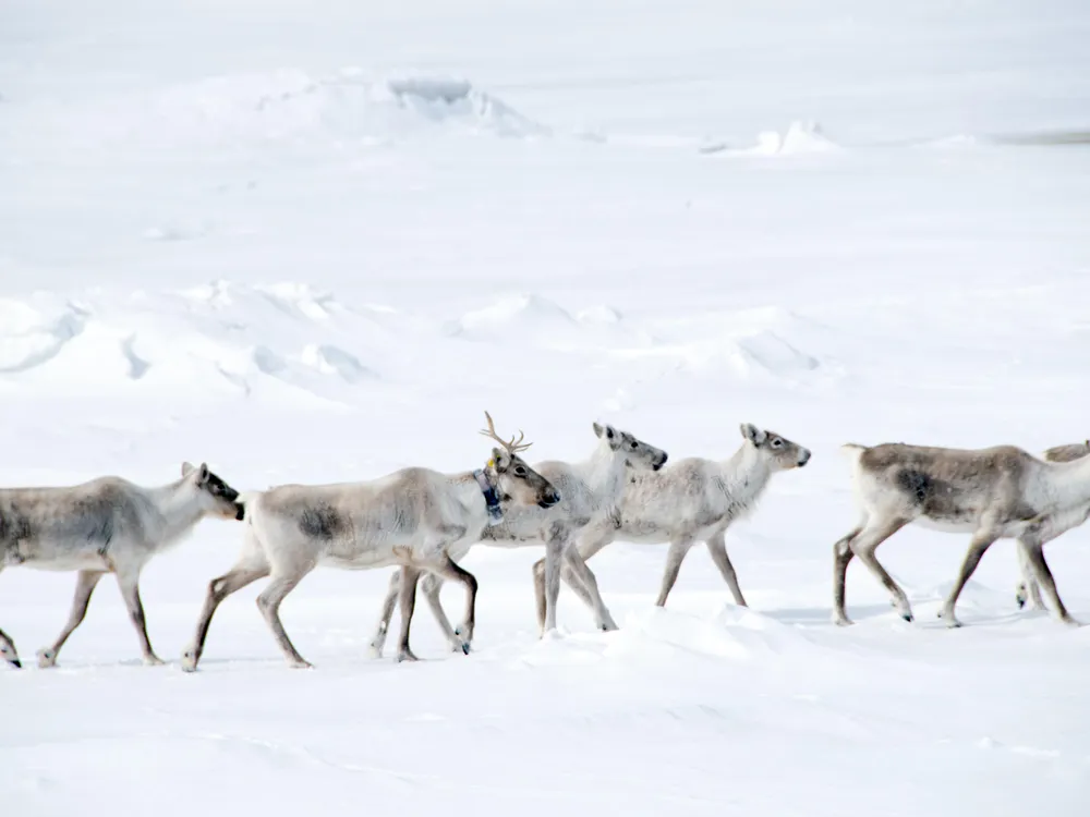 Six caribou are in the foreground, trekking through the snow. Behind them is a snowy hill.