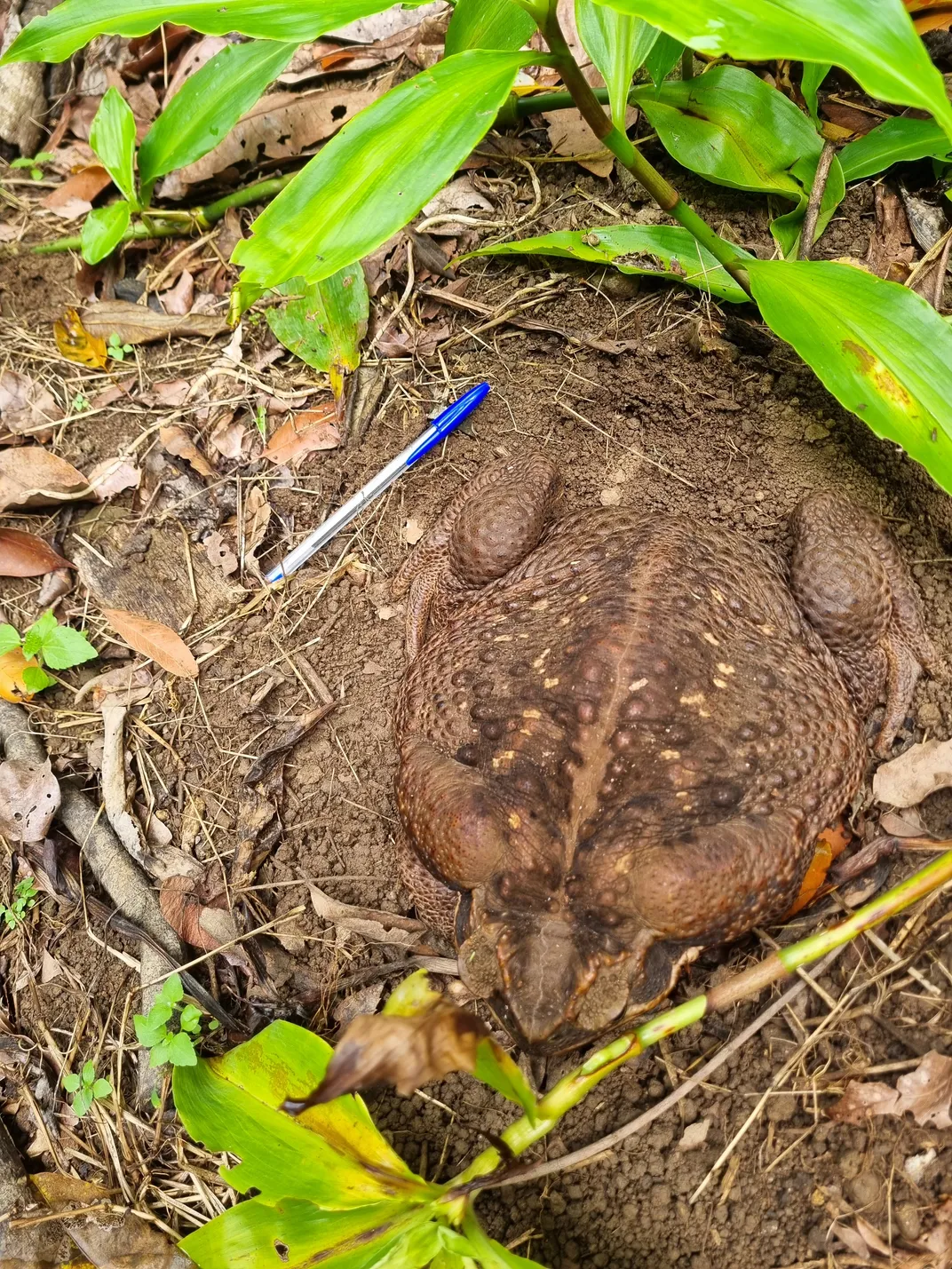 toad in dirt appears about 1.5 times length of pen