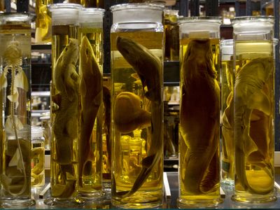 Though the pictured fish belong to a German research collection, they represent similar samples around the world that have come under attack.