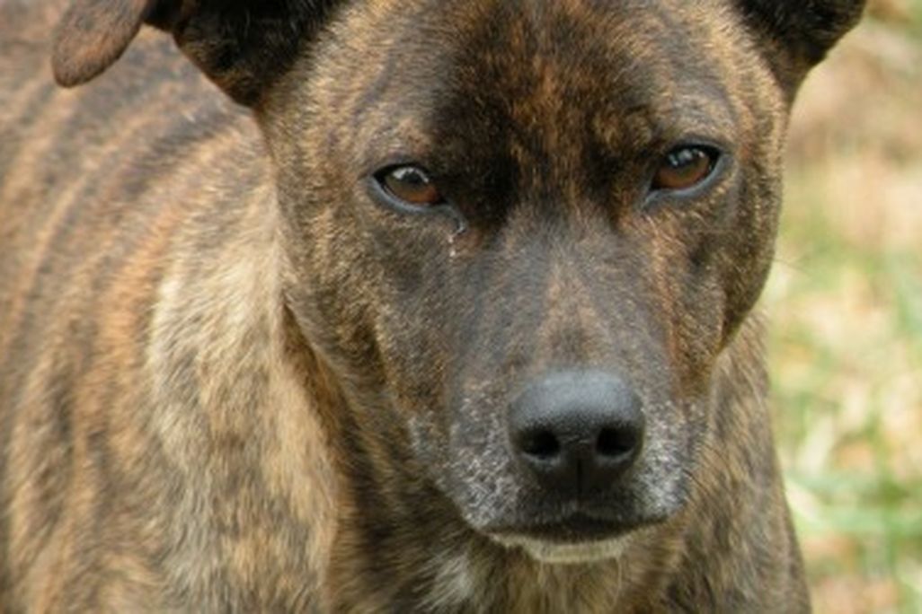 The intent stare of an unknown dog