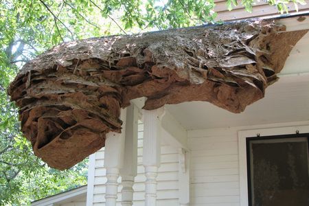  Reports of super nest this year started coming early in May. Experts have counted four so far sparking concerns that Alabama could be gearing up for another summer like 2006, when more than 90 super nests were recorded. (Photo taken in 2006.)