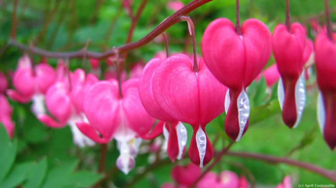 Bleeding hearts captured in the Spring | Smithsonian Photo Contest ...