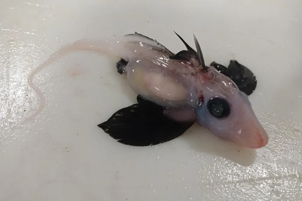 An image of a juvenile ghost shark