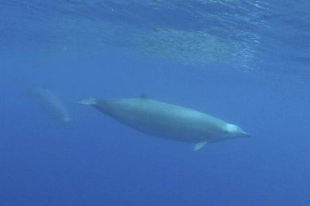 True's Beaked Whale