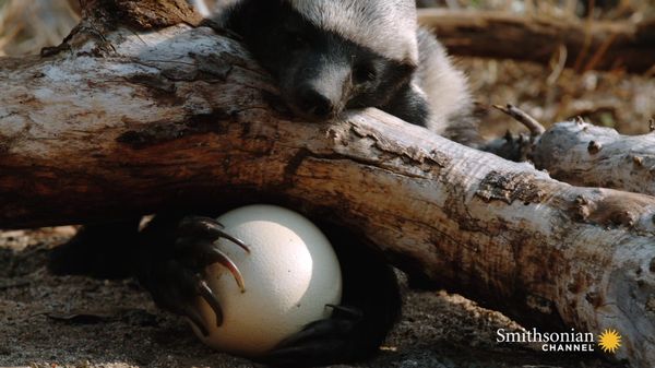 Preview thumbnail for A Honey Badger Cracks Open a Thick Ostrich Egg