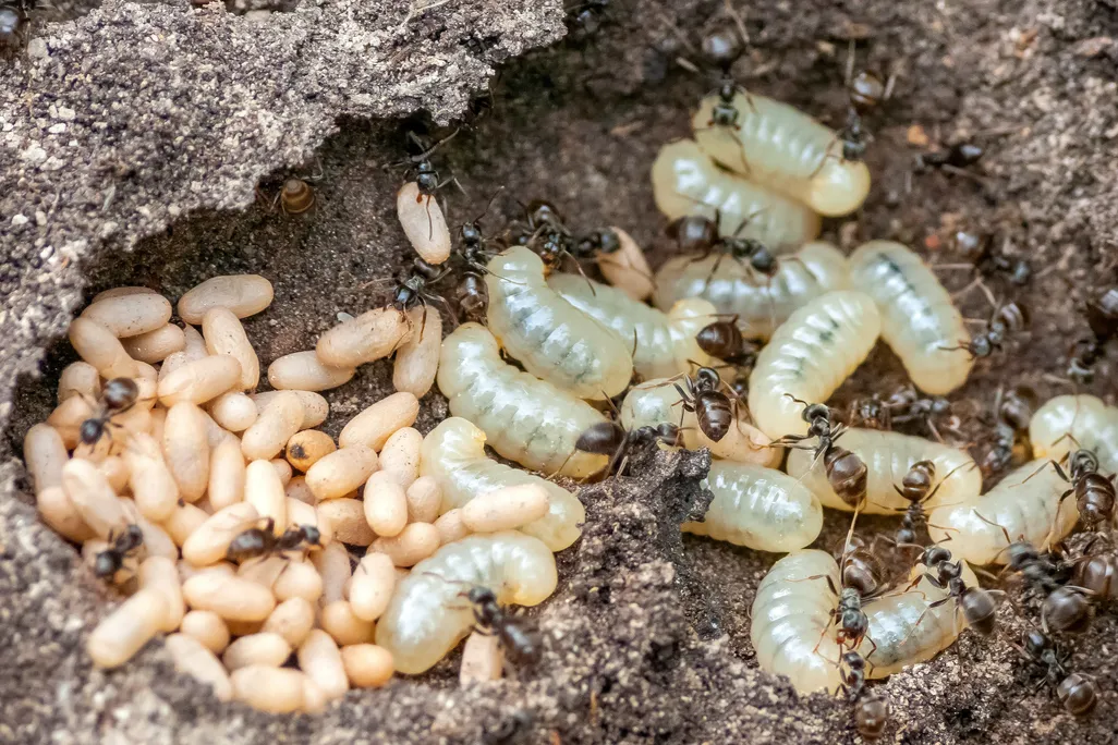 Adult ants crawling over larvae and pupae on soil
