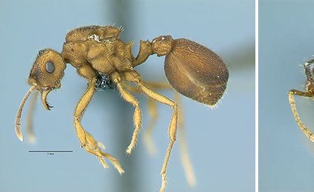 Photos of two queen ants (left, the host species Mycocepurus goeldii and right, the parasitic species Mycocepurus castrator) shown side-by-side represent what may be an example of sympatric speciation—when a new species develops in the same geographic area with its sister species, but reproduces on its own.