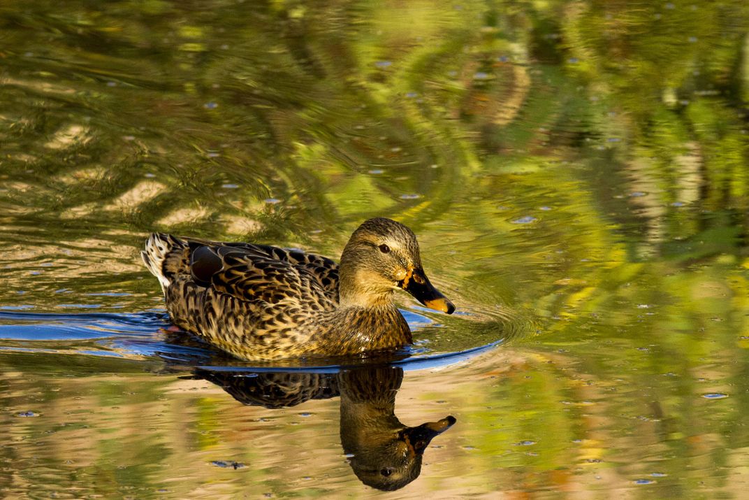 Mallard Duck in a pond in Fanno creek in washington county Oregon ...