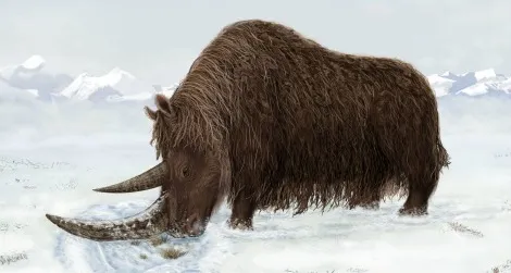 Woolly rhinos