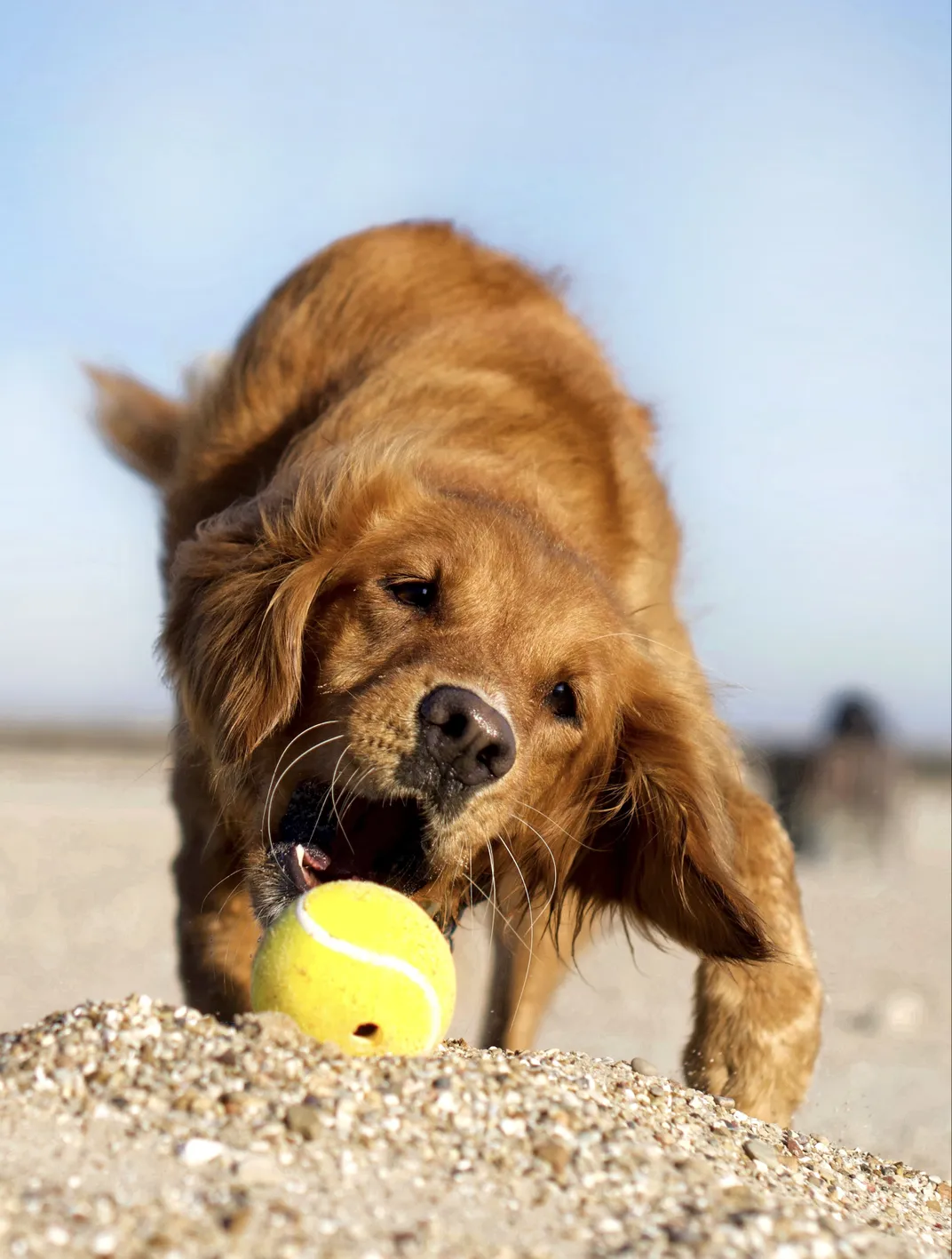 11 - What better way to enjoy the beach than a game of fetch?
